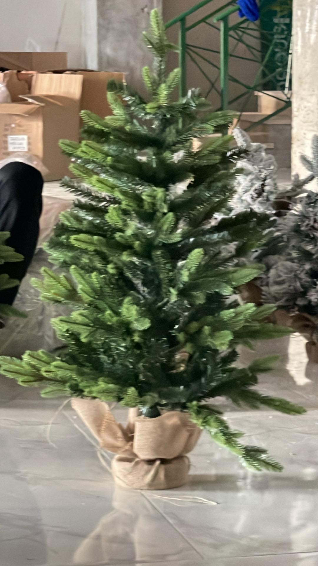 ნაძვისხე