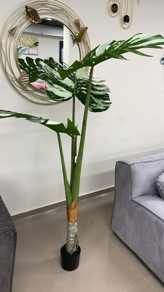 დეკორატიული ხე