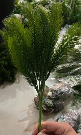 დეკორატიული გამწვანება