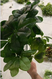 დეკორატიული გამწვანება