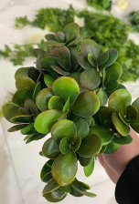 დეკორატიული გამწვანება