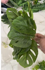 დეკორატიული გამწვანება