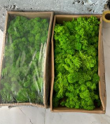 დეკორატიული გამწვანება